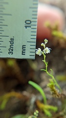 Platystele microtatantha