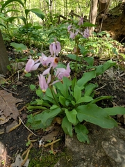 Primula fassettii