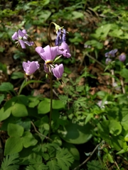 Primula fassettii