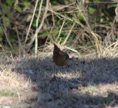 Cardinalis cardinalis