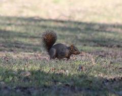 Sciurus niger