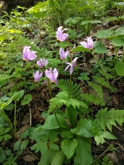 Primula fassettii