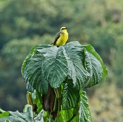 Conopias cinchoneti