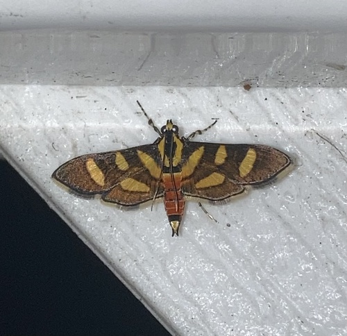 Orange-spotted Flower Moth photo 3