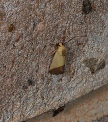 Acontia thapsina