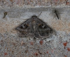 Acantholipes juba