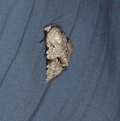 Acronicta psorallina