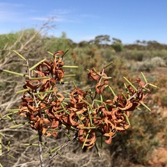 Acacia colletioides