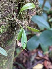 Masdevallia nidifica