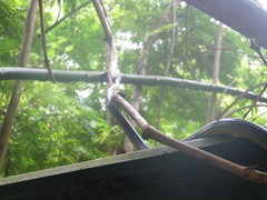 Chironius septentrionalis