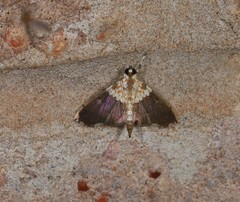 Agrotera longitabulata