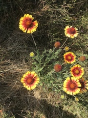 Gaillardia aristata