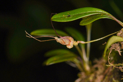 Masdevallia nidifica