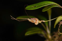Masdevallia nidifica