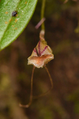 Masdevallia nidifica