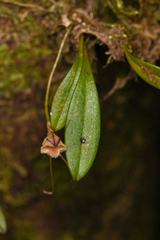 Masdevallia nidifica