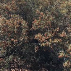 Acacia colletioides