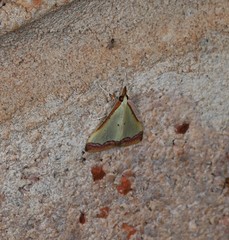 Autocharis hedyphaes