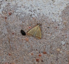 Autocharis mimetica