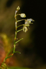 Platystele microtatantha