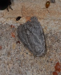 Barasa cymatistis