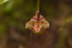 Masdevallia nidifica
