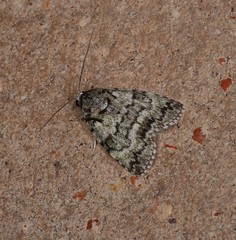 Blenina lichenopa