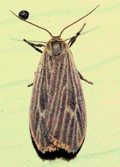 Crambidia uniformis