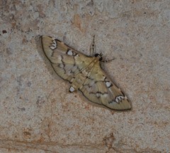 Cotachena hicana