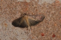 Pramadea lunalis