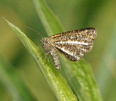 Isturgia limbaria