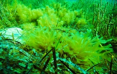 Dictyopteris australis