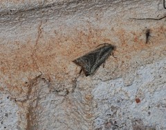 Dactylioglypha tonica