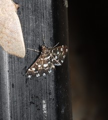 Diathrausta ochreipennis