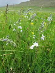 Veronica gentianoides