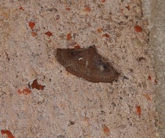 Eublemma latericolor