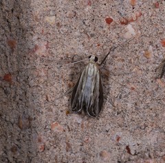 Euclasta maceratalis