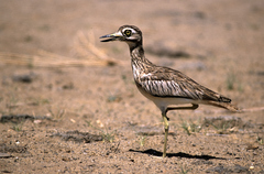 Burhinus senegalensis