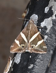 Grammodes pulcherrima