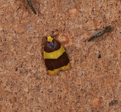 Heterallactis phlogozona