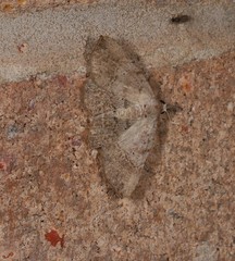 Heterormista modesta