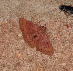 Homodes bracteigutta