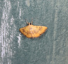 Hyalobathra aequalis