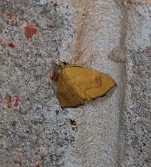 Hyalobathra brevialis