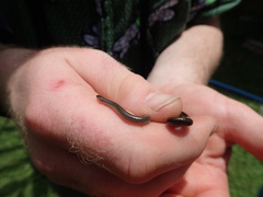 Epictia tenella