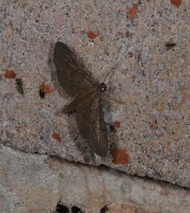 Hymenoptychis sordida