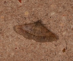 Hypospila dochmotoma