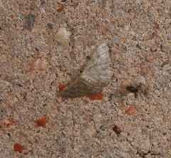 Idaea simplex