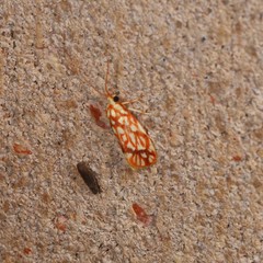 Lactura erythractis