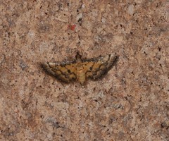 Metasia polytima